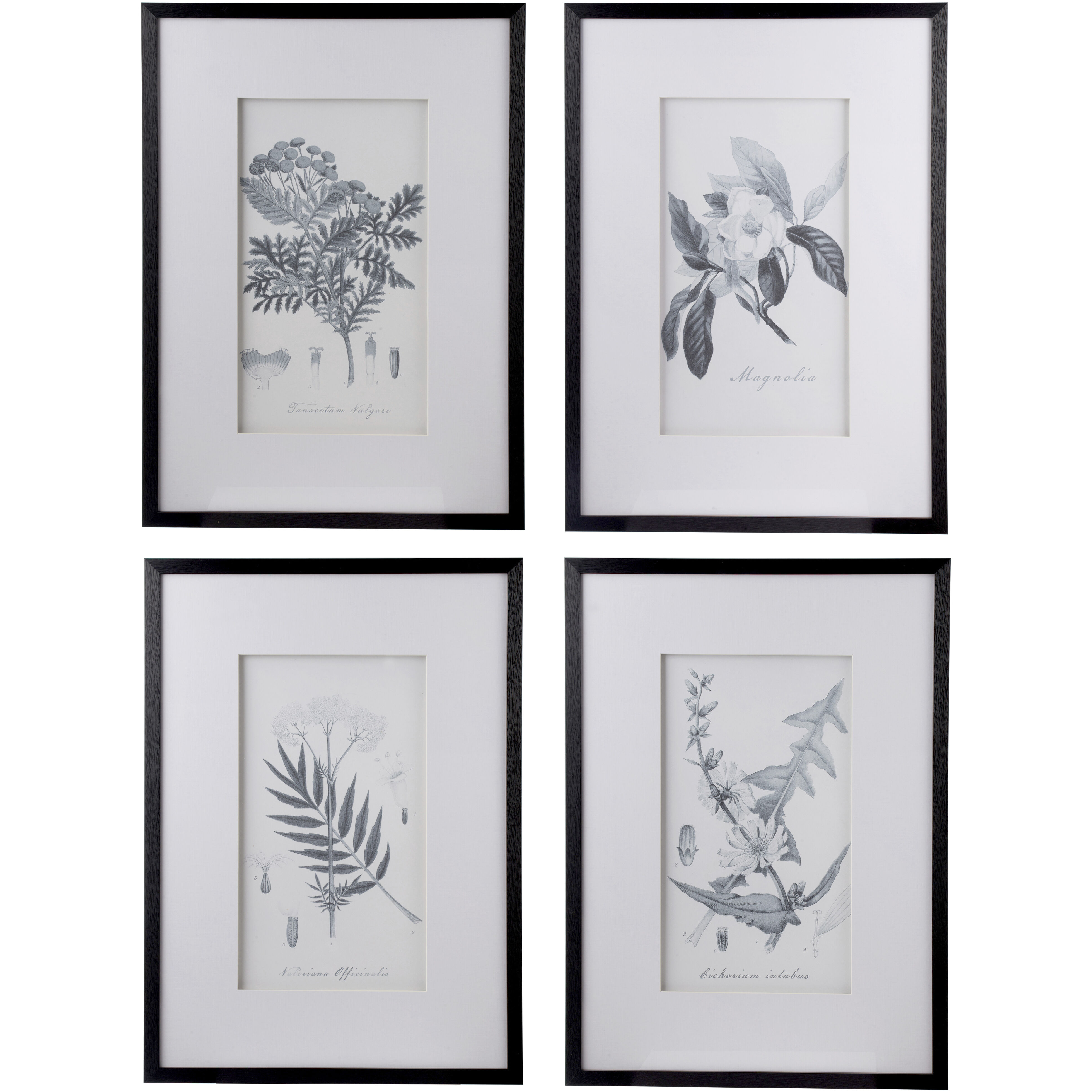 Botanical Black and White Wall Art, Set of 4