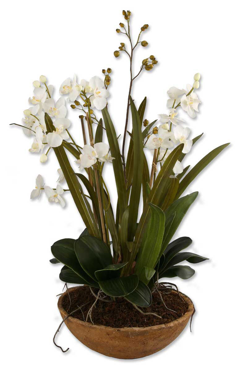 Moth Orchid Planter n/a Botanical