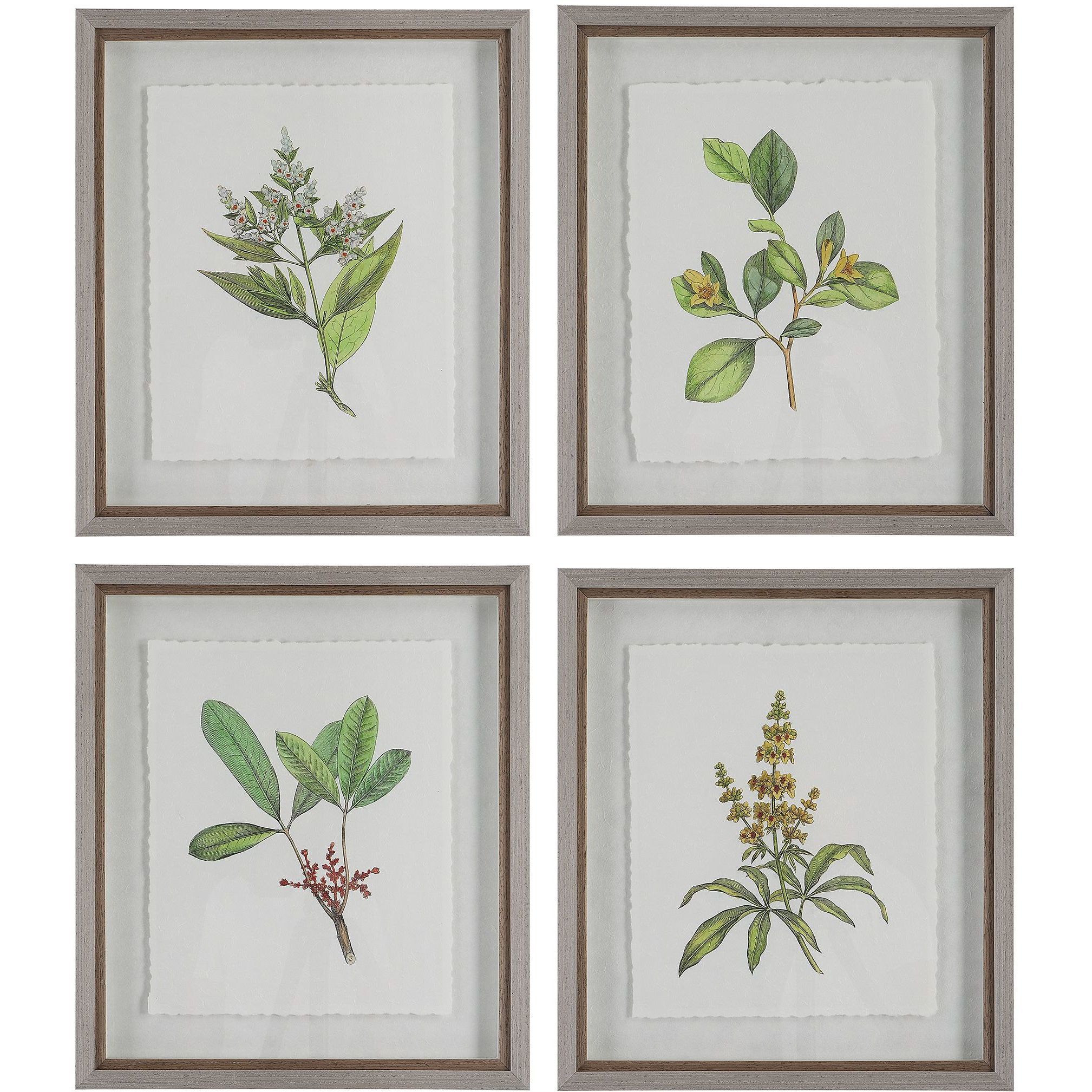 Wildflower Study 22 X 19 inch Framed Prints, Set of 4