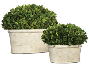 Preserved Boxwood Natural Evergreen Foliage Botanicals